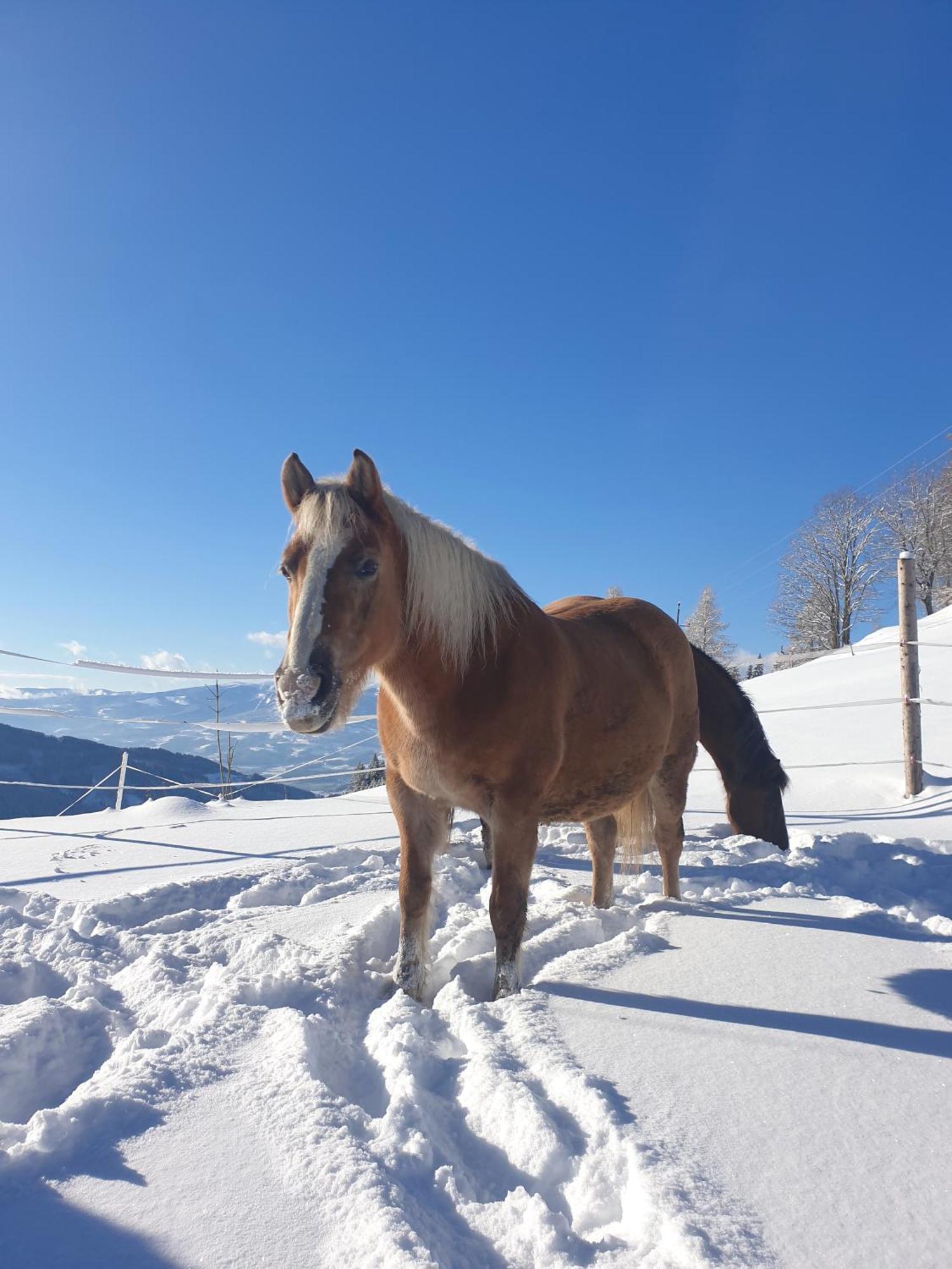 Bauernhof Pension Juri Obergösel Exteriör bild